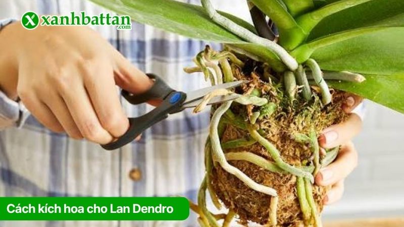 Cách kích hoa cho Lan Dendro đúng kỹ thuật