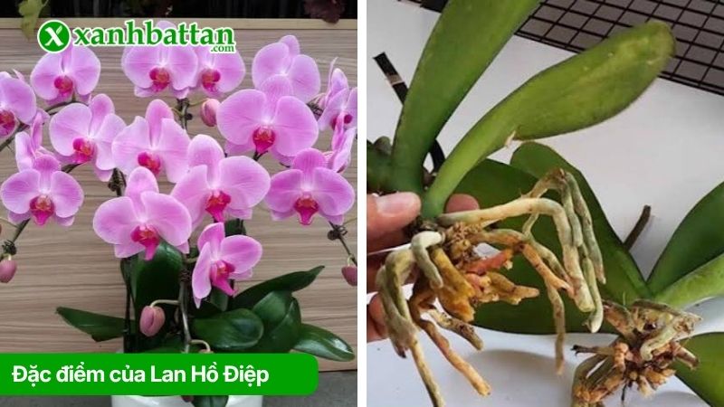 Tìm hiểu về đặc điểm của hoa Lan Hồ Điệp