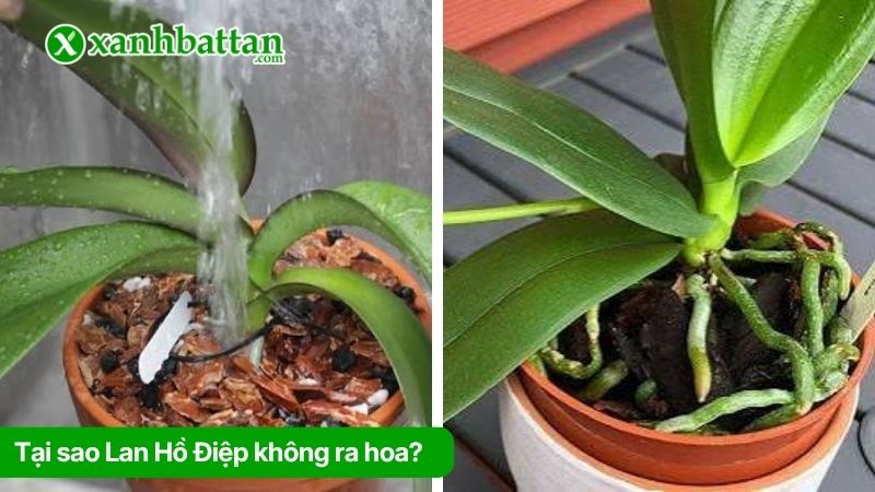 Tại sao Lan Hồ Điệp không ra hoa?