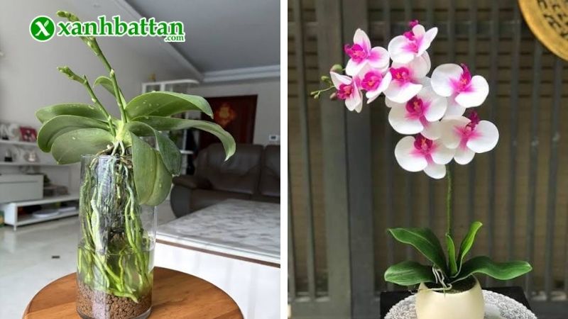 Hướng dẫn cách kích hoa cho Lan Hồ Điệp chi tiết