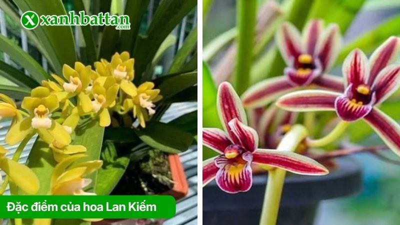 Đặc điểm của hoa Lan Kiếm