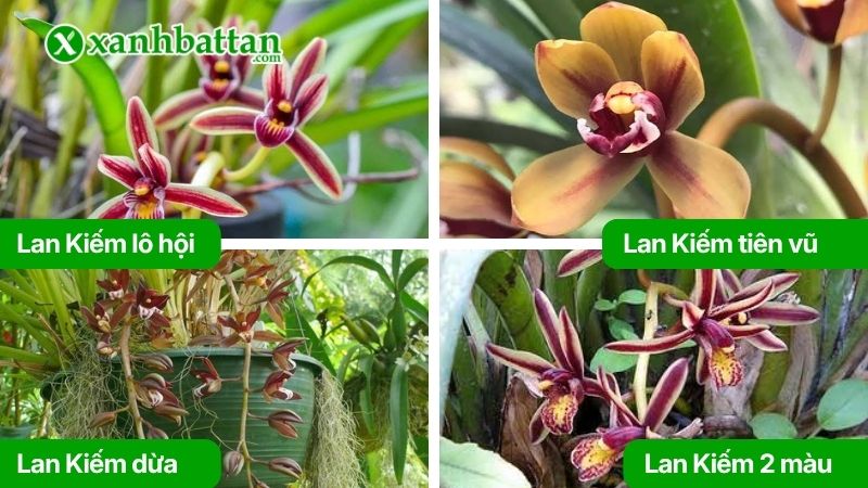 Một số loại Lan Kiếm được nhiều người sưu tầm
