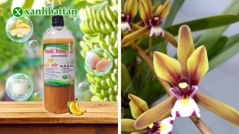 Cách 1: Kích hoa Lan Kiếm bằng Duy Xanh kết hợp dịch chuối