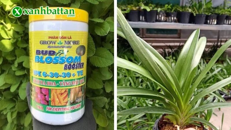 Cách 2: Kích hoa cho Lan Kiếm bằng NPK 6-30-30