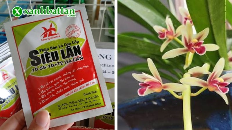 Cách 3: Sử dụng phân bón siêu lân kích Lan Kiếm ra hoa