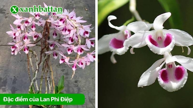 Đặc điểm của Lan Phi Điệp