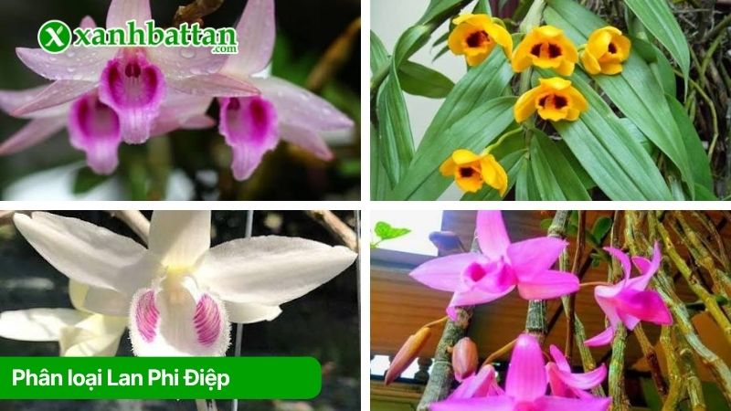 Phân loại Lan Phi Điệp phổ biến hiện nay