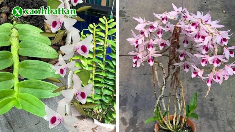 Hướng dẫn cách kích hoa cho Lan Phi Điệp chuẩn kỹ thuật