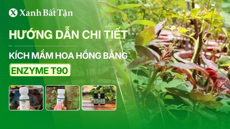 Hướng dẫn cách kích mầm gốc hoa Hồng bằng Enzyme T90