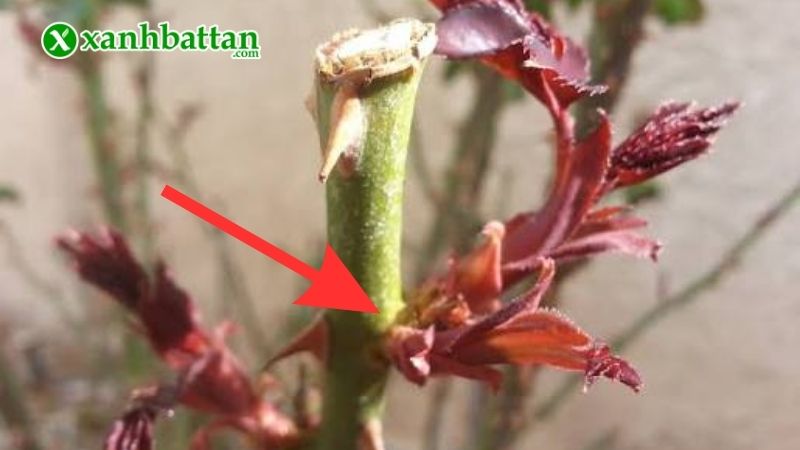 Tại sao phải kích mầm cho cây hoa Hồng?