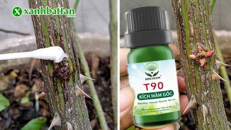 Cách kích mầm gốc hoa Hồng bằng Enzyme T90