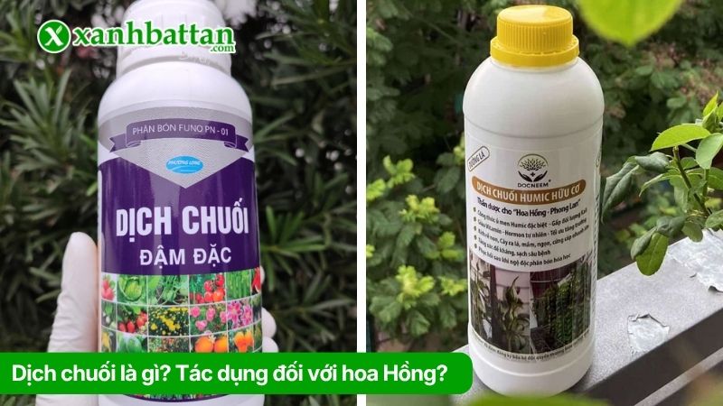 Dịch chuối là gì? Tác dụng đối với hoa Hồng?