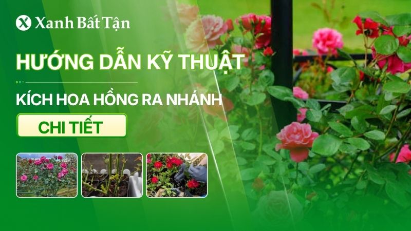 Cách làm hoa Hồng ra nhiều nhánh không phải ai cũng biết?