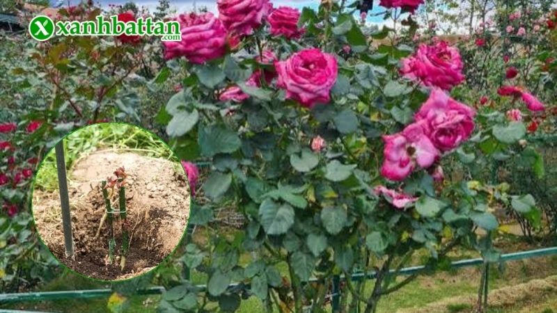 Tại sao nên kích nhánh cho cây hoa Hồng?