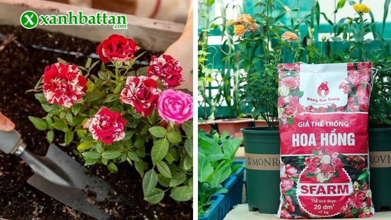 Cách 1: Chọn giá thể trồng hoa Hồng phù hợp