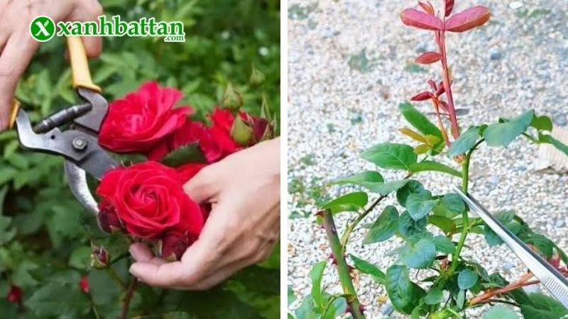 Cách 2: Bấm ngọn và kéo cành giúp hoa Hồng ra nhiều nhánh