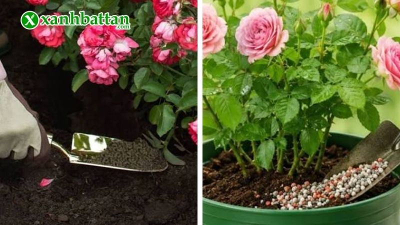 Cách 3: Bón phân phù hợp cho hoa Hồng