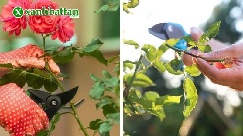 Cách 5: Cắt tỉa cành hoa Hồng đúng kỹ thuật