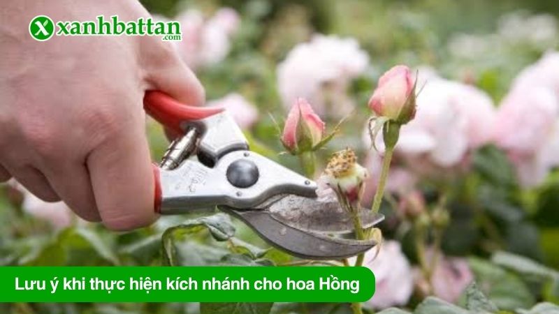 Lưu ý khi thực hiện kích nhánh cho hoa Hồng
