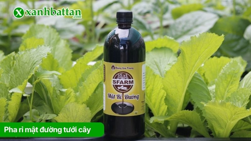 Pha rỉ mật đường tưới cây