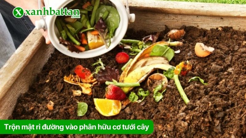 Trộn mật rỉ đường vào phân hữu cơ tưới cây