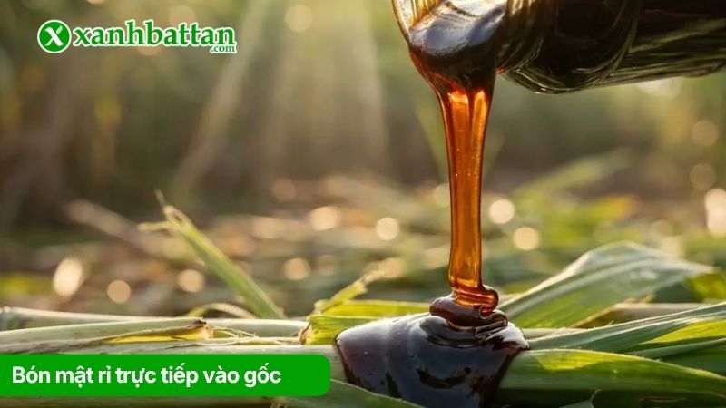 Bón mật rỉ trực tiếp vào gốc
