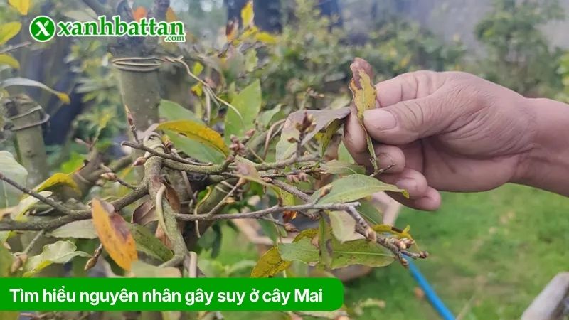 Tìm hiểu nguyên nhân gây suy ở cây Mai