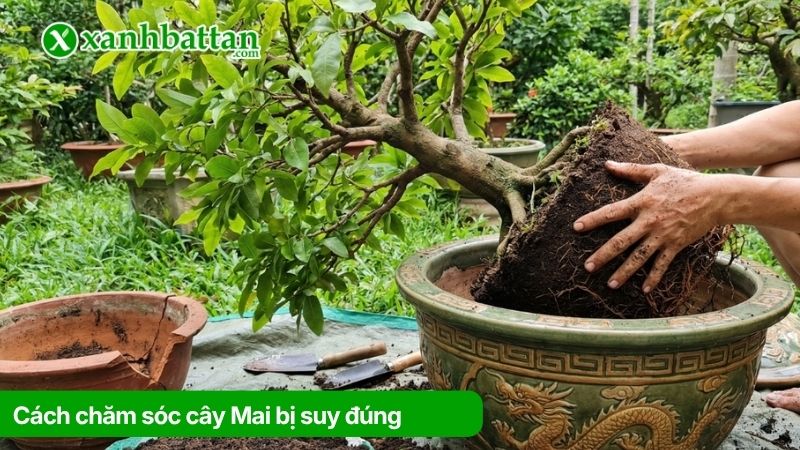 Hướng dẫn cách chăm sóc cây Mai bị suy đúng cách
