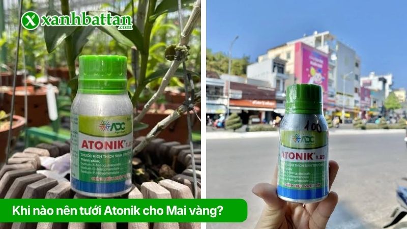 Khi nào nên tưới Atonik cho Mai vàng?