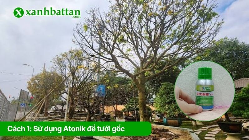 Cách 1: Sử dụng Atonik để tưới gốc