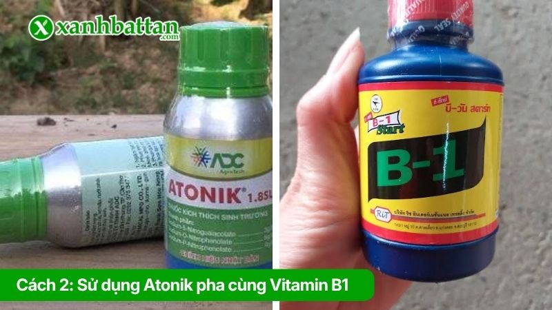 Cách 2: Sử dụng Atonik pha cùng Vitamin B1 để phun Mai