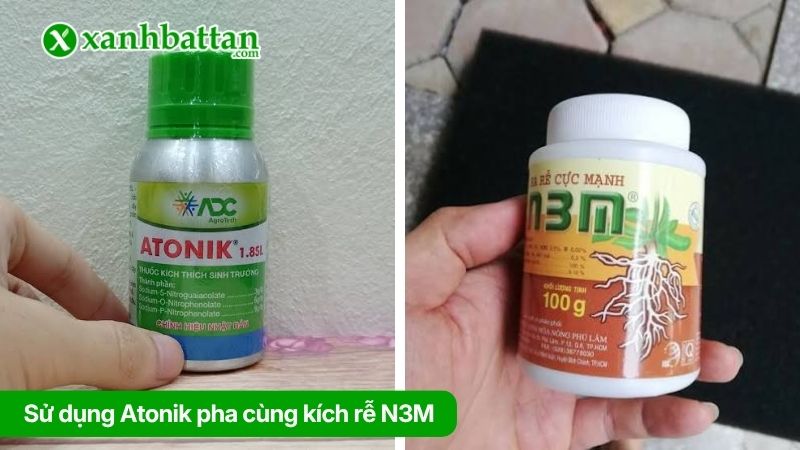 Cách 3: Sử dụng Atonik pha cùng thuốc kích rễ N3M