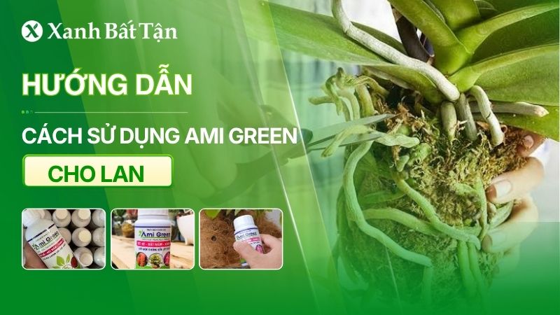 Hướng dẫn cách sử dụng Ami Green cho Lan chi tiết