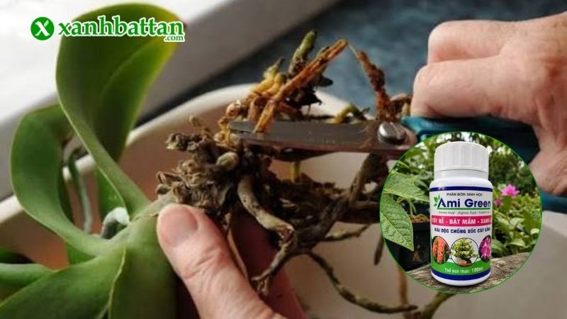 Phân bón sinh học Ami Green là gì?