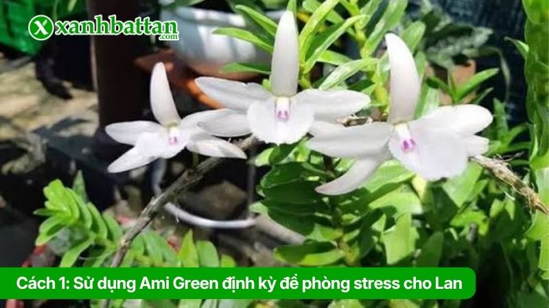 Hướng dẫn cách sử dụng Ami Green cho Lan