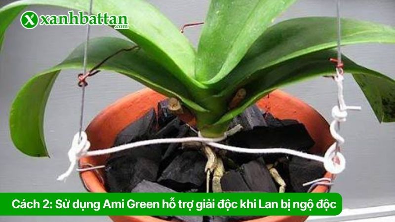 Cách 2: Sử dụng Ami Green hỗ trợ giải độc khi Lan bị ngộ độc phân bón