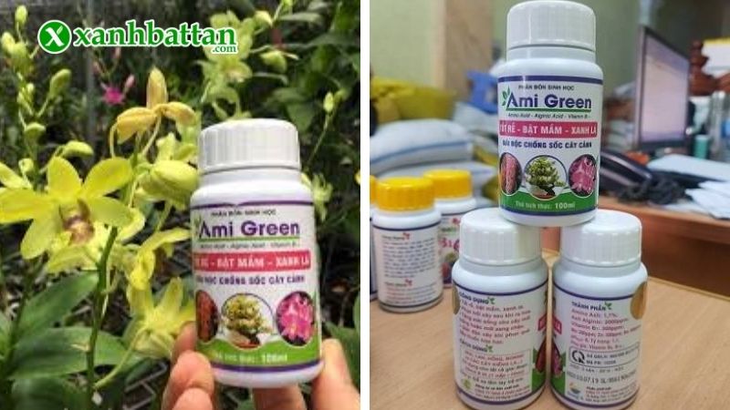 Lưu ý quan trọng khi sử dụng thuốc Ami Green