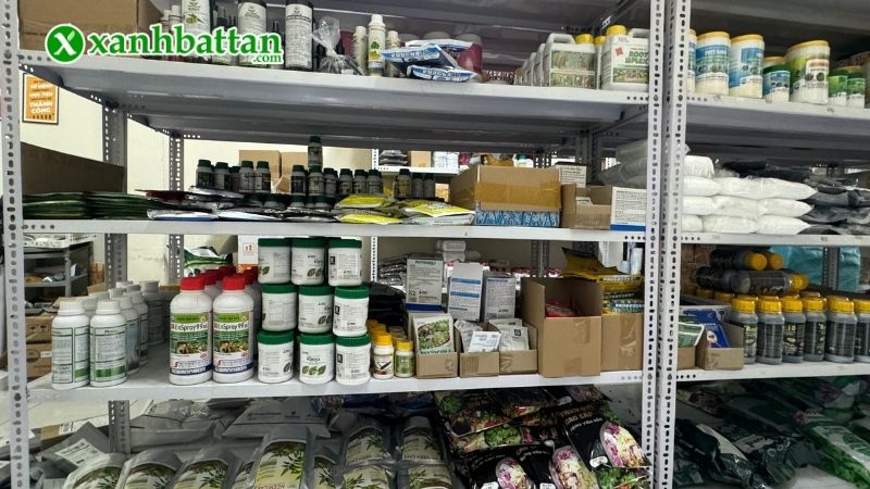 Xanh Bất Tận - Địa chỉ mua keo tạo xù Mai vàng giá tốt tại TP.HCM?