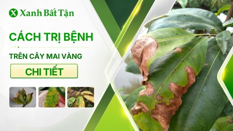 Cách trị bệnh Mai vàng phổ biến hiện nay