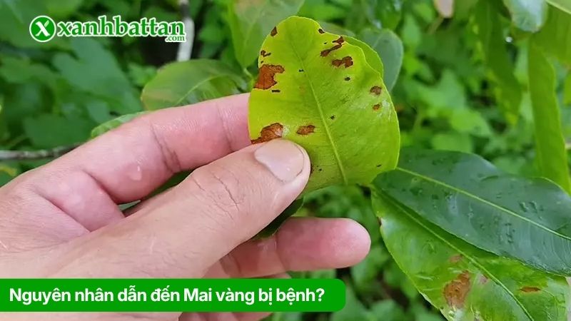 Nguyên nhân dẫn đến Mai vàng bị bệnh?