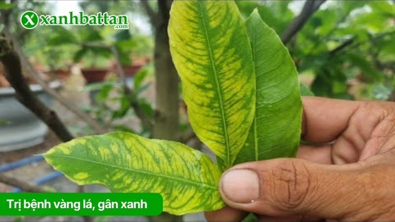 Trị bệnh vàng lá, gân xanh