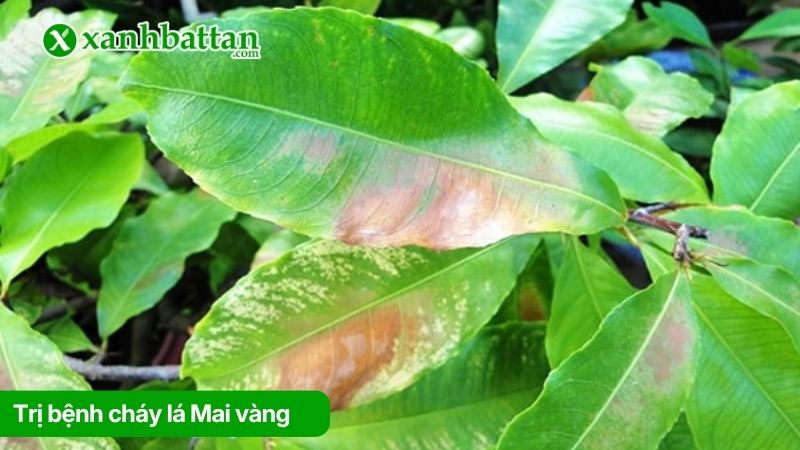 Trị bệnh cháy lá trên cây Mai vàng