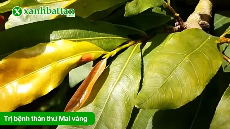 Trị bệnh thán thư trên Mai vàng