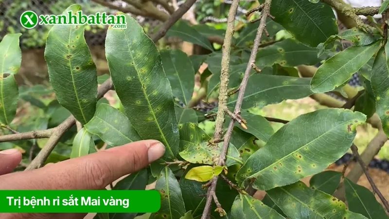 Trị bệnh rỉ sắt trên cây Mai vàng