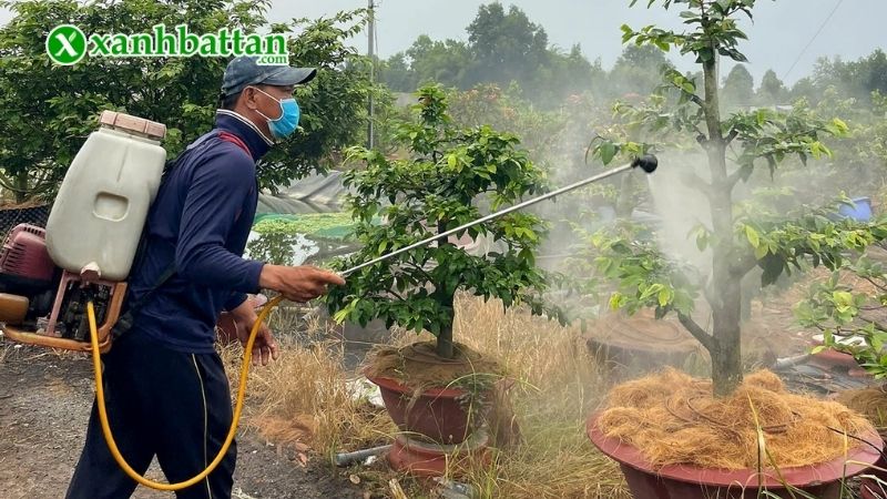 Lưu ý khi sử dụng thuốc bảo vệ thực vật để trị nấm bệnh Mai vàng