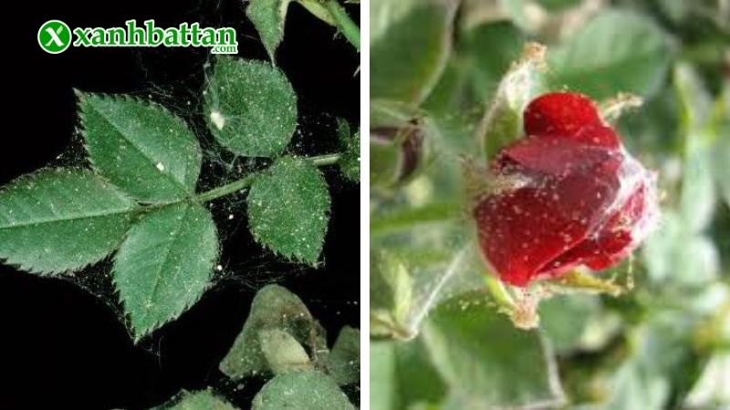 Tác hại của nhện đỏ trên cây hoa Hồng?