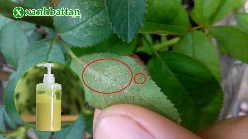 Cách trị nhện đỏ trên hoa Hồng bằng nước rửa chén an toàn