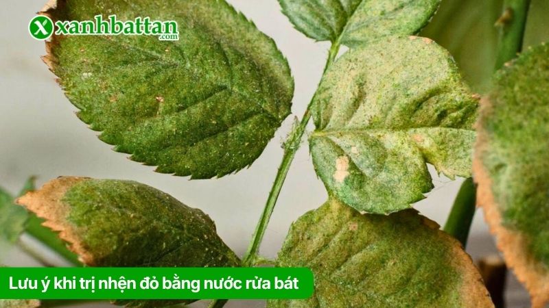 Lưu ý khi trị nhện đỏ bằng nước rửa bát