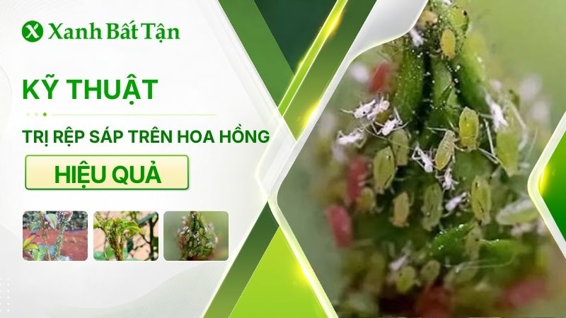 Cách trị rệp sáp trên hoa Hồng bằng chế phẩm Bio B