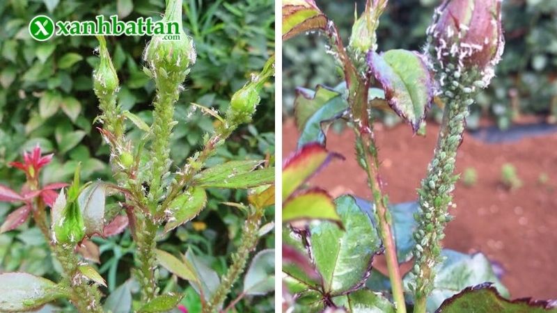 Biểu hiện của bệnh rệp sáp trên hoa Hồng?